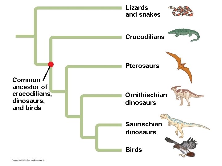 Lizards and snakes Crocodilians Pterosaurs Common ancestor of crocodilians, dinosaurs, and birds Ornithischian dinosaurs