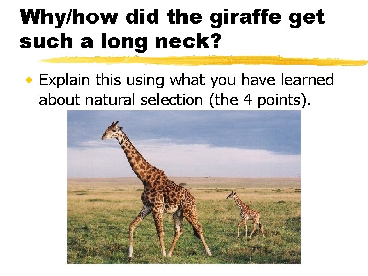 Why/how did the giraffe get such a long neck? • Explain this using what