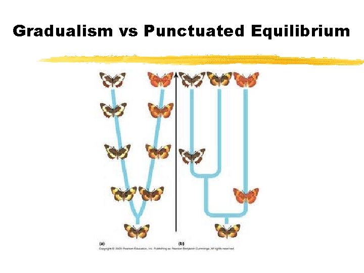 Gradualism vs Punctuated Equilibrium 