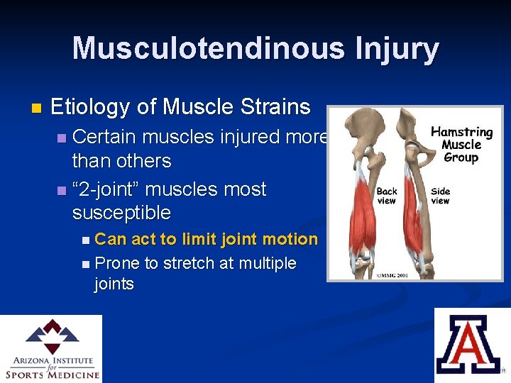 Musculotendinous Injury n Etiology of Muscle Strains Certain muscles injured more than others n