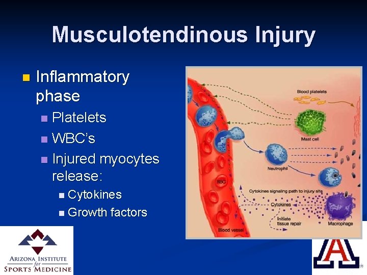 Musculotendinous Injury n Inflammatory phase Platelets n WBC’s n Injured myocytes release: n n