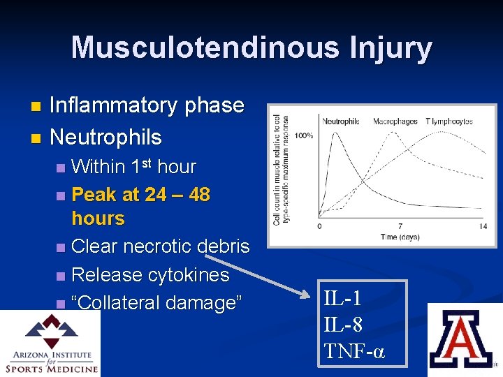Musculotendinous Injury Inflammatory phase n Neutrophils n Within 1 st hour n Peak at