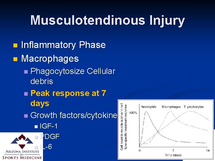 Musculotendinous Injury Inflammatory Phase n Macrophages n Phagocytosize Cellular debris n Peak response at