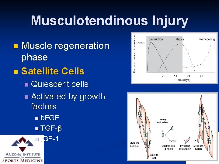 Musculotendinous Injury Muscle regeneration phase n Satellite Cells n Quiescent cells n Activated by