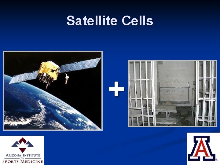 Satellite Cells + 