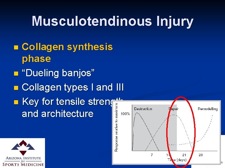Musculotendinous Injury Collagen synthesis phase n “Dueling banjos” n Collagen types I and III