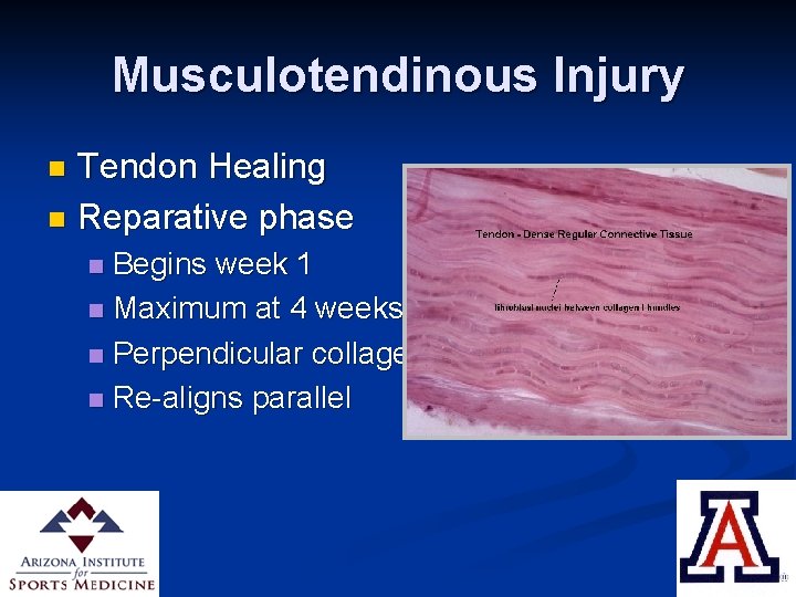 Musculotendinous Injury Tendon Healing n Reparative phase n Begins week 1 n Maximum at