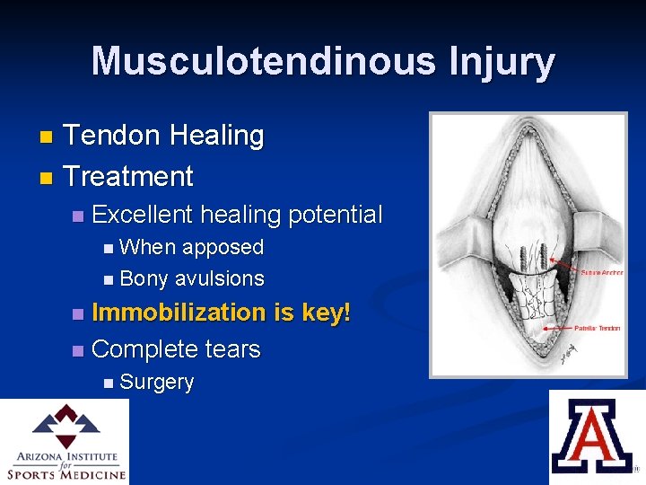 Musculotendinous Injury Tendon Healing n Treatment n n Excellent healing potential n When apposed