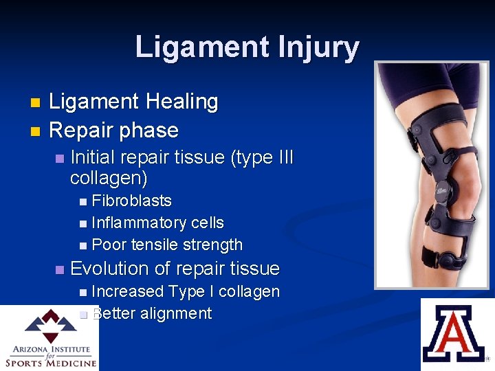 Ligament Injury Ligament Healing n Repair phase n n Initial repair tissue (type III