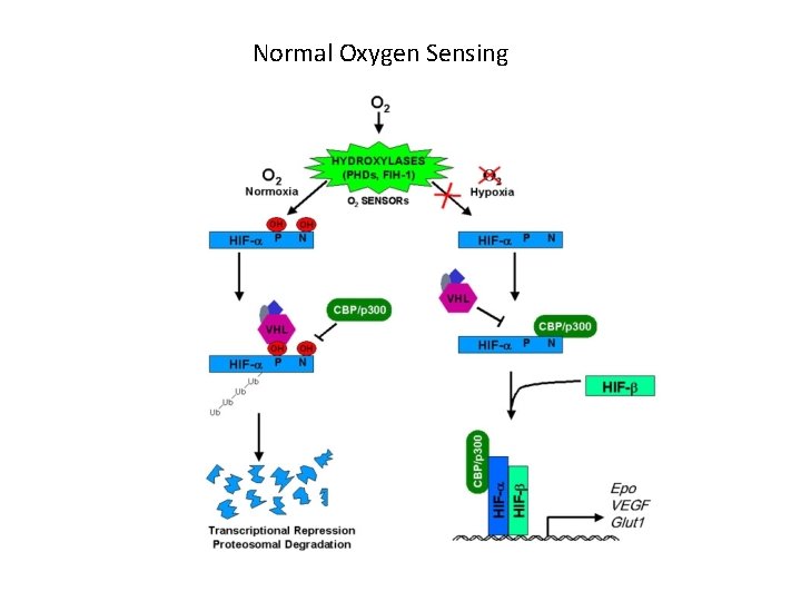 Normal Oxygen Sensing 