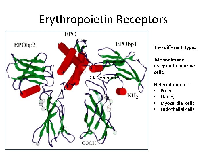 Erythropoietin Receptors Two different types: CKD Anemia Monodimeric‐‐‐‐ receptor in marrow cells. Heterodimeric‐‐‐ •