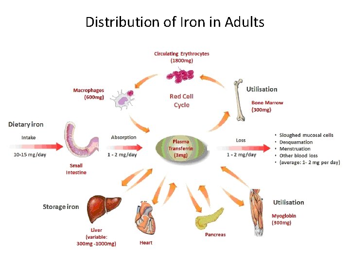 Distribution of Iron in Adults 