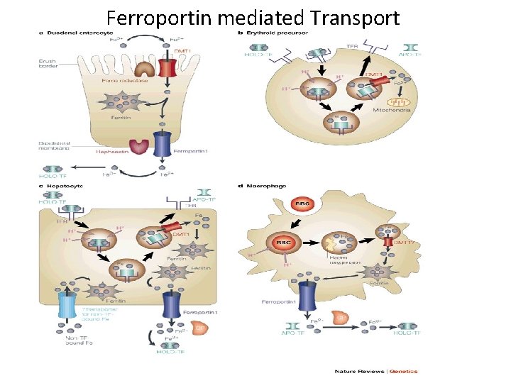 Ferroportin mediated Transport 