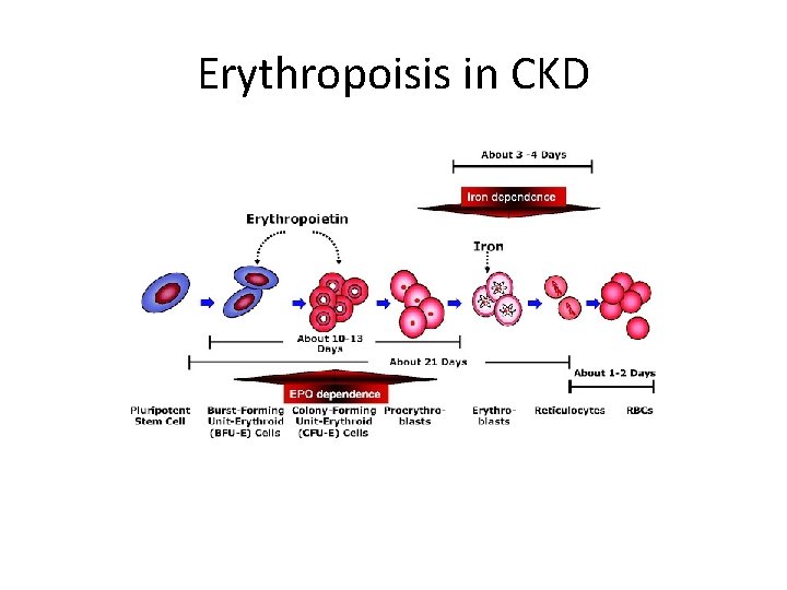 Erythropoisis in CKD 