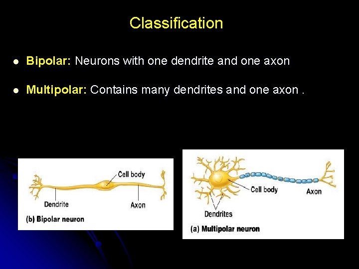 Classification l Bipolar: Neurons with one dendrite and one axon l Multipolar: Contains many