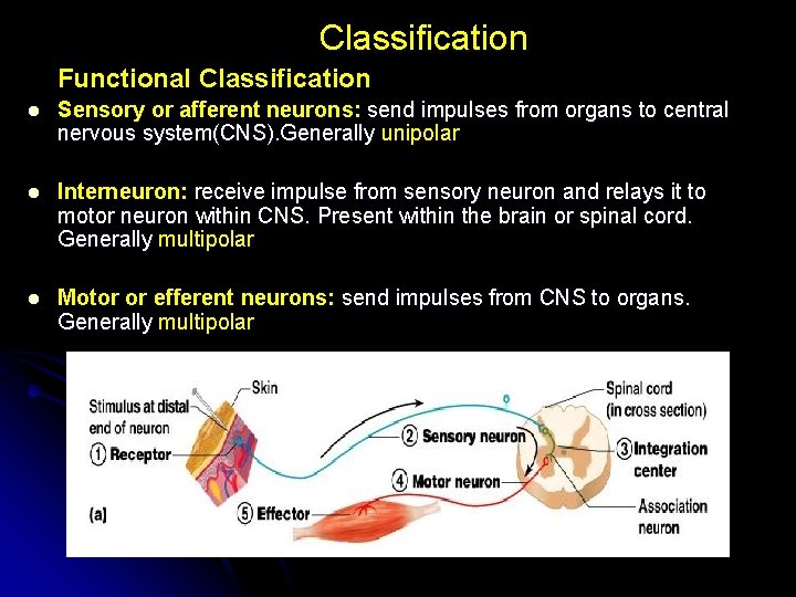 Classification Functional Classification l Sensory or afferent neurons: send impulses from organs to central