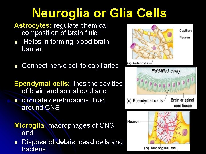 Neuroglia or Glia Cells Astrocytes: regulate chemical composition of brain fluid. l Helps in