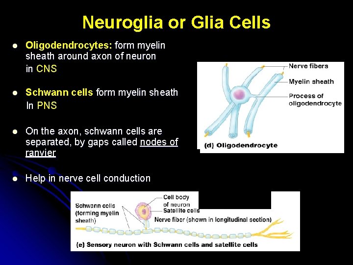 Neuroglia or Glia Cells l Oligodendrocytes: form myelin sheath around axon of neuron in