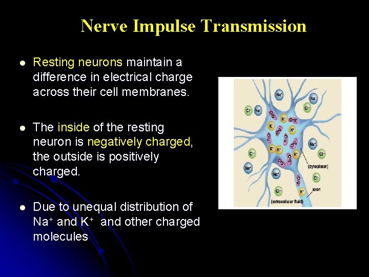 Nerve Impulse Transmission l Resting neurons maintain a difference in electrical charge across their