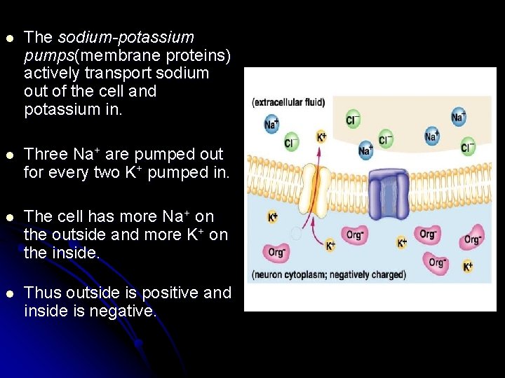 l The sodium-potassium pumps(membrane proteins) actively transport sodium out of the cell and potassium