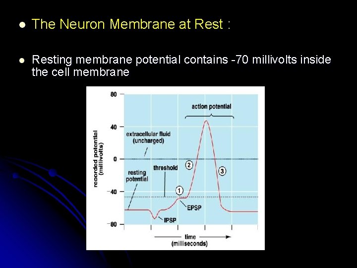 l The Neuron Membrane at Rest : l Resting membrane potential contains -70 millivolts