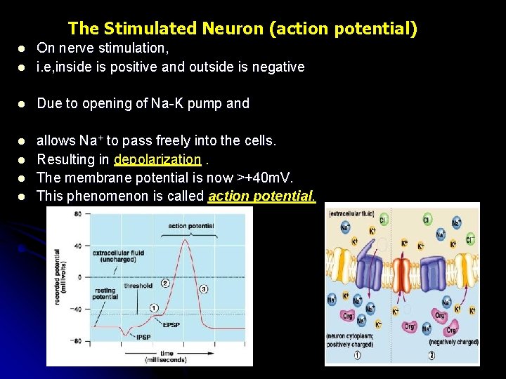 The Stimulated Neuron (action potential) l On nerve stimulation, i. e, inside is positive