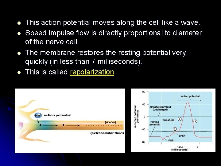 l l This action potential moves along the cell like a wave. Speed impulse