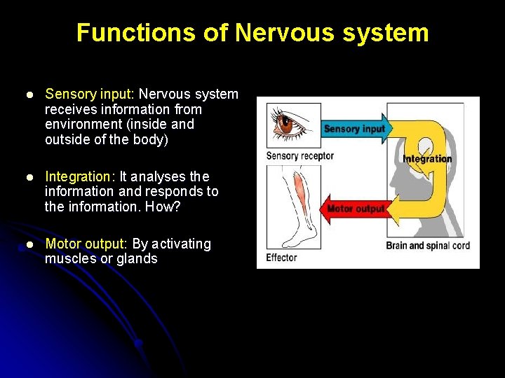 Functions of Nervous system l Sensory input: Nervous system receives information from environment (inside