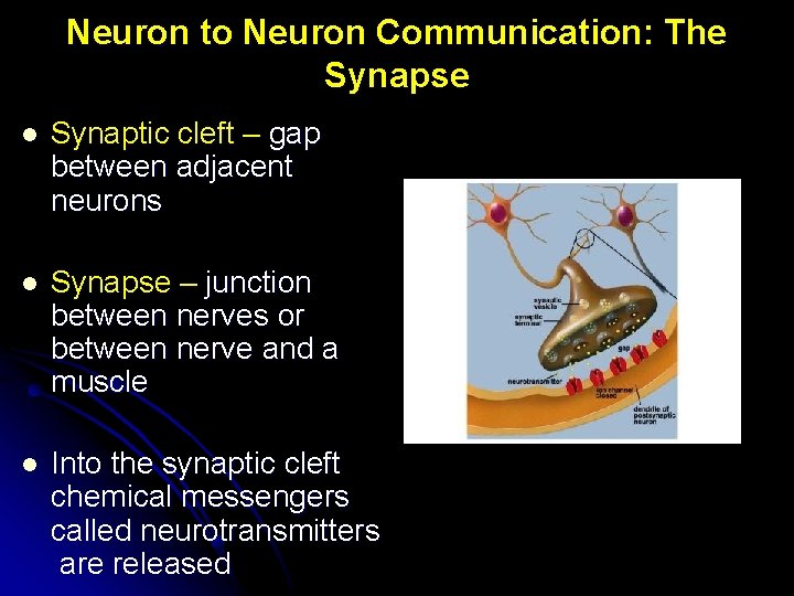 Neuron to Neuron Communication: The Synapse l Synaptic cleft – gap between adjacent neurons