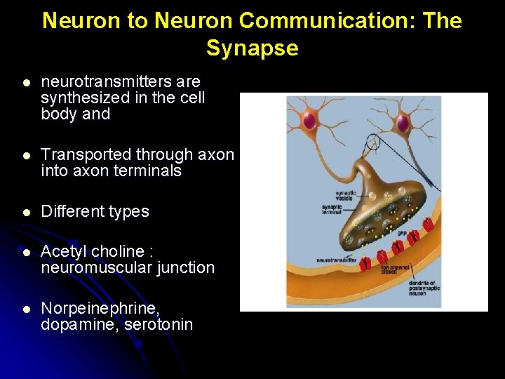 Neuron to Neuron Communication: The Synapse l neurotransmitters are synthesized in the cell body