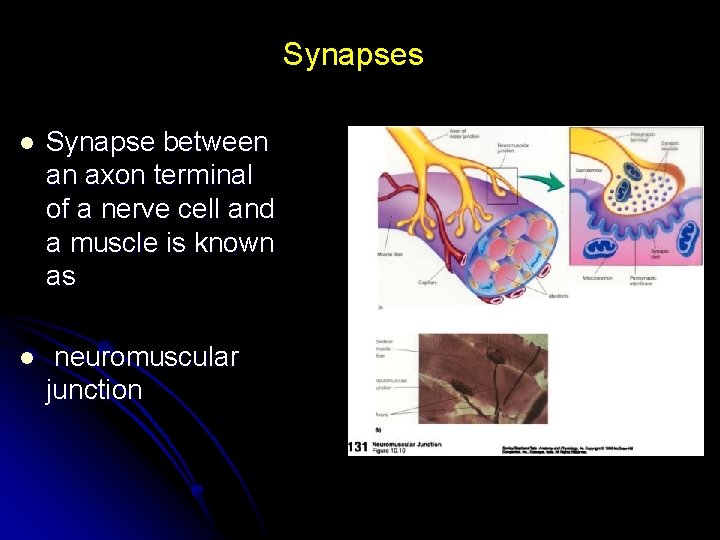 Synapses l Synapse between an axon terminal of a nerve cell and a muscle