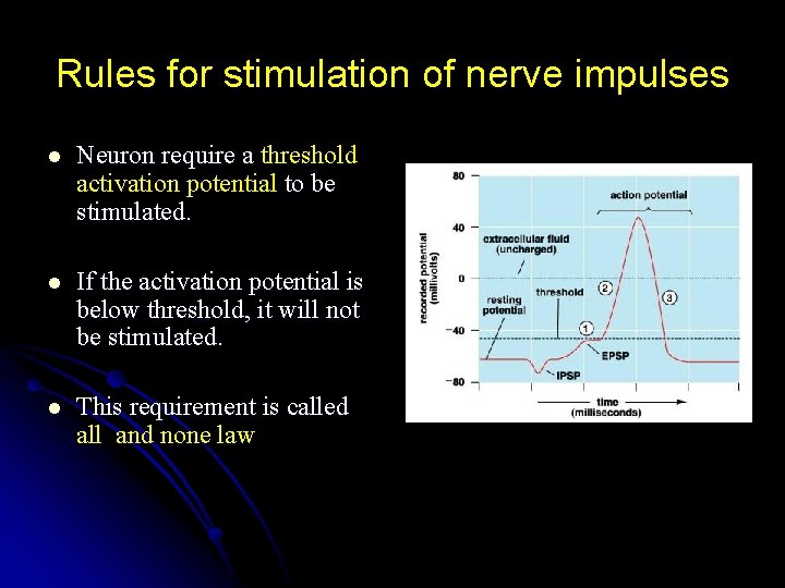Rules for stimulation of nerve impulses l Neuron require a threshold activation potential to