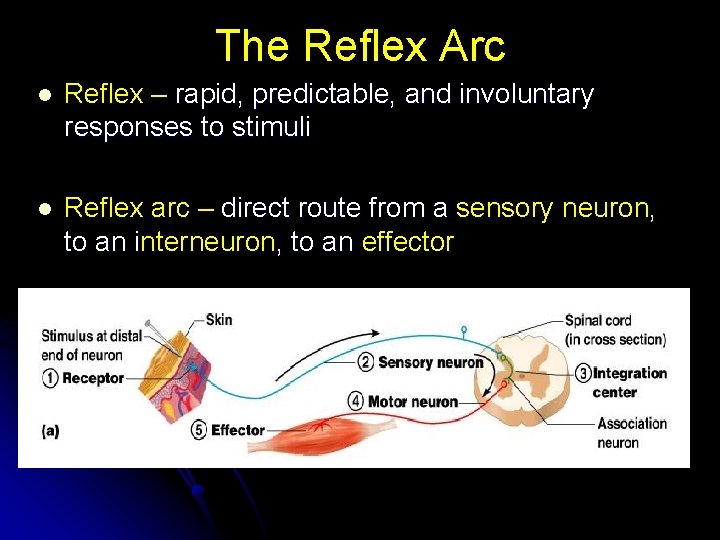 The Reflex Arc l Reflex – rapid, predictable, and involuntary responses to stimuli l