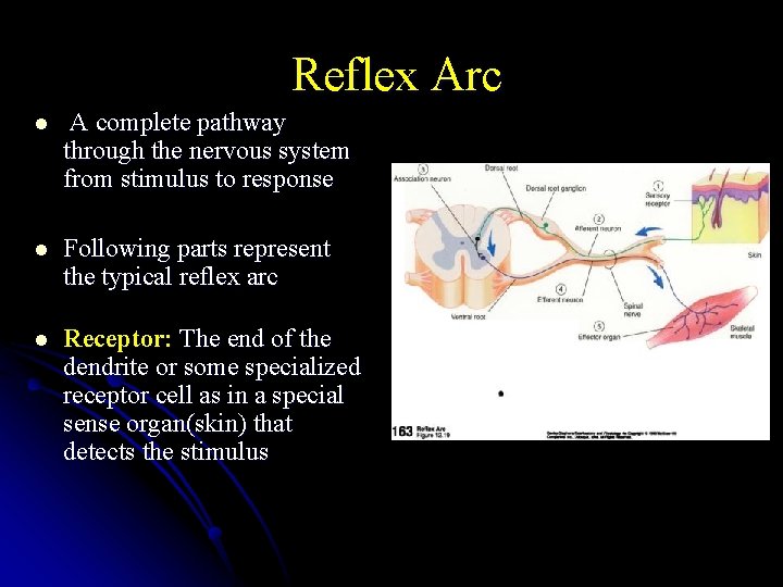  Reflex Arc l A complete pathway through the nervous system from stimulus to