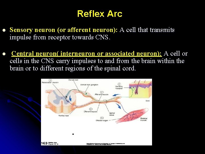 Reflex Arc l Sensory neuron (or afferent neuron): A cell that transmits impulse from