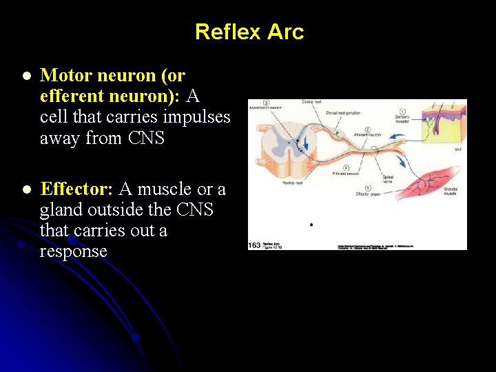 Reflex Arc l Motor neuron (or efferent neuron): A cell that carries impulses away