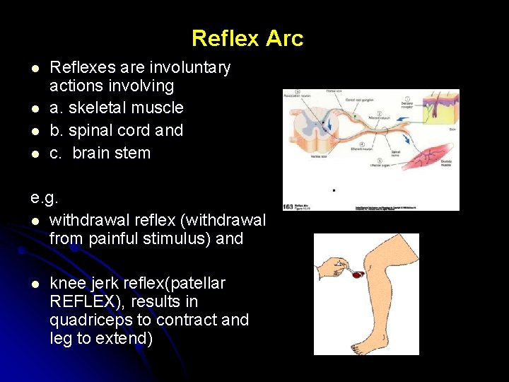 Reflex Arc l l Reflexes are involuntary actions involving a. skeletal muscle b. spinal