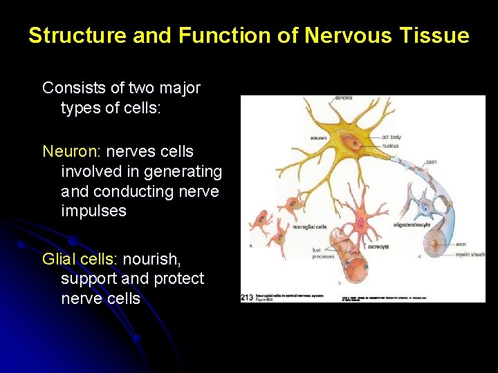 Structure and Function of Nervous Tissue Consists of two major types of cells: Neuron: