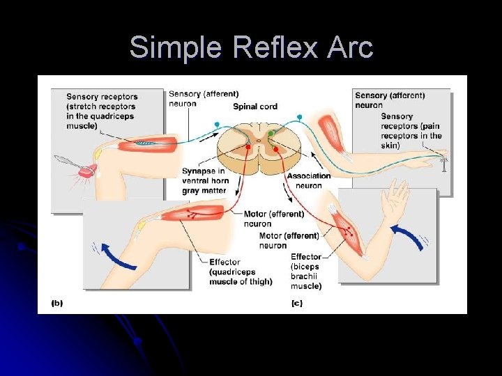 Simple Reflex Arc 