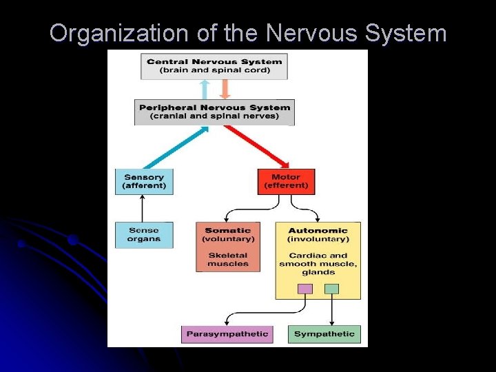 Organization of the Nervous System 