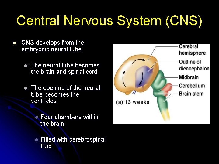 Central Nervous System (CNS) l CNS develops from the embryonic neural tube l The