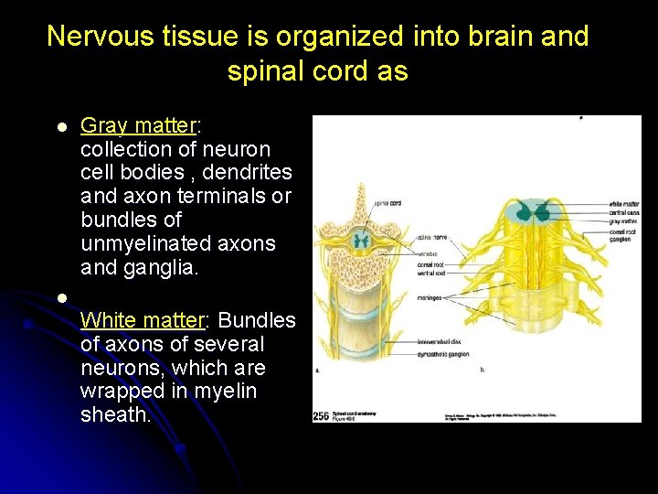 Nervous tissue is organized into brain and spinal cord as l l Gray matter: