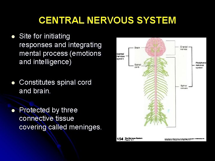 CENTRAL NERVOUS SYSTEM l Site for initiating responses and integrating mental process (emotions and