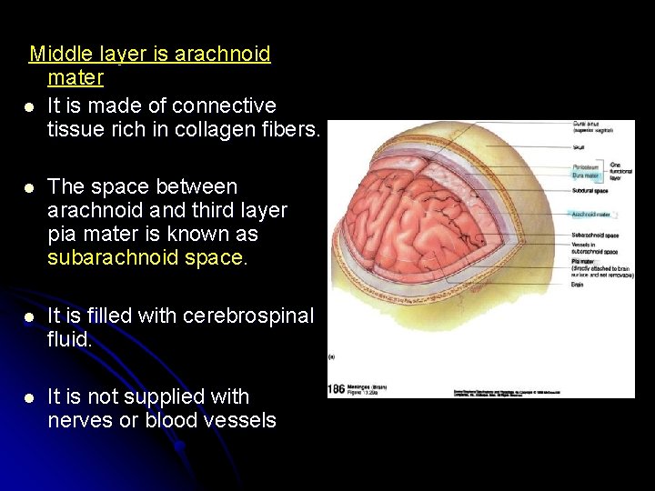 Middle layer is arachnoid mater l It is made of connective tissue rich in