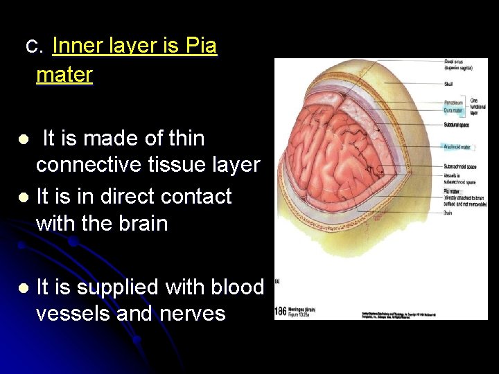 c. Inner layer is Pia mater It is made of thin connective tissue layer