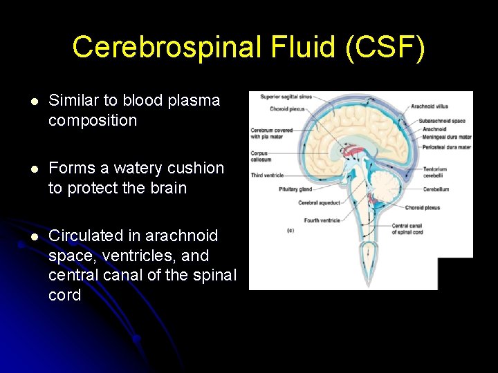 Cerebrospinal Fluid (CSF) l Similar to blood plasma composition l Forms a watery cushion
