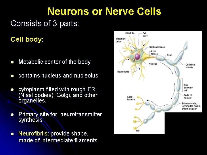 Neurons or Nerve Cells Consists of 3 parts: Cell body: l Metabolic center of