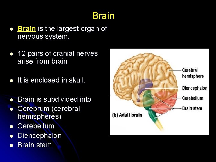 Brain l Brain is the largest organ of nervous system. l 12 pairs of