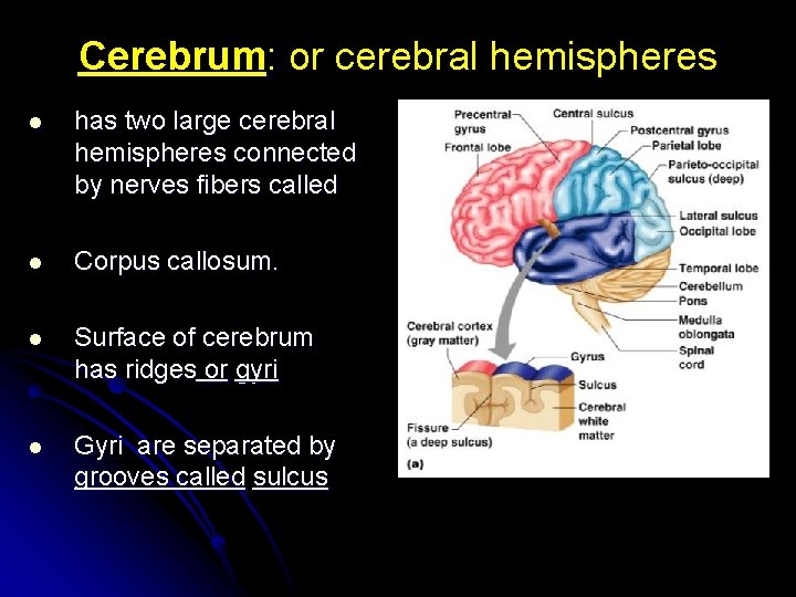 Cerebrum: or cerebral hemispheres l has two large cerebral hemispheres connected by nerves fibers