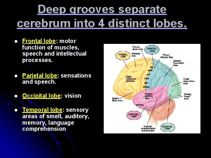 Deep grooves separate cerebrum into 4 distinct lobes. l Frontal lobe: motor function of